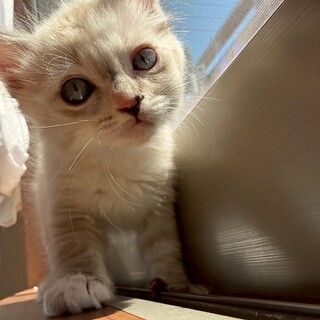 ぴょんぴょん美少女の長毛《このん》ちゃん