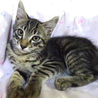 個別お見合い、２兄弟のアルトくん