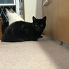 耳カットナシです♩猫が大好きな黒猫のくろにゃん！ サムネイル7