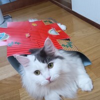 ディル