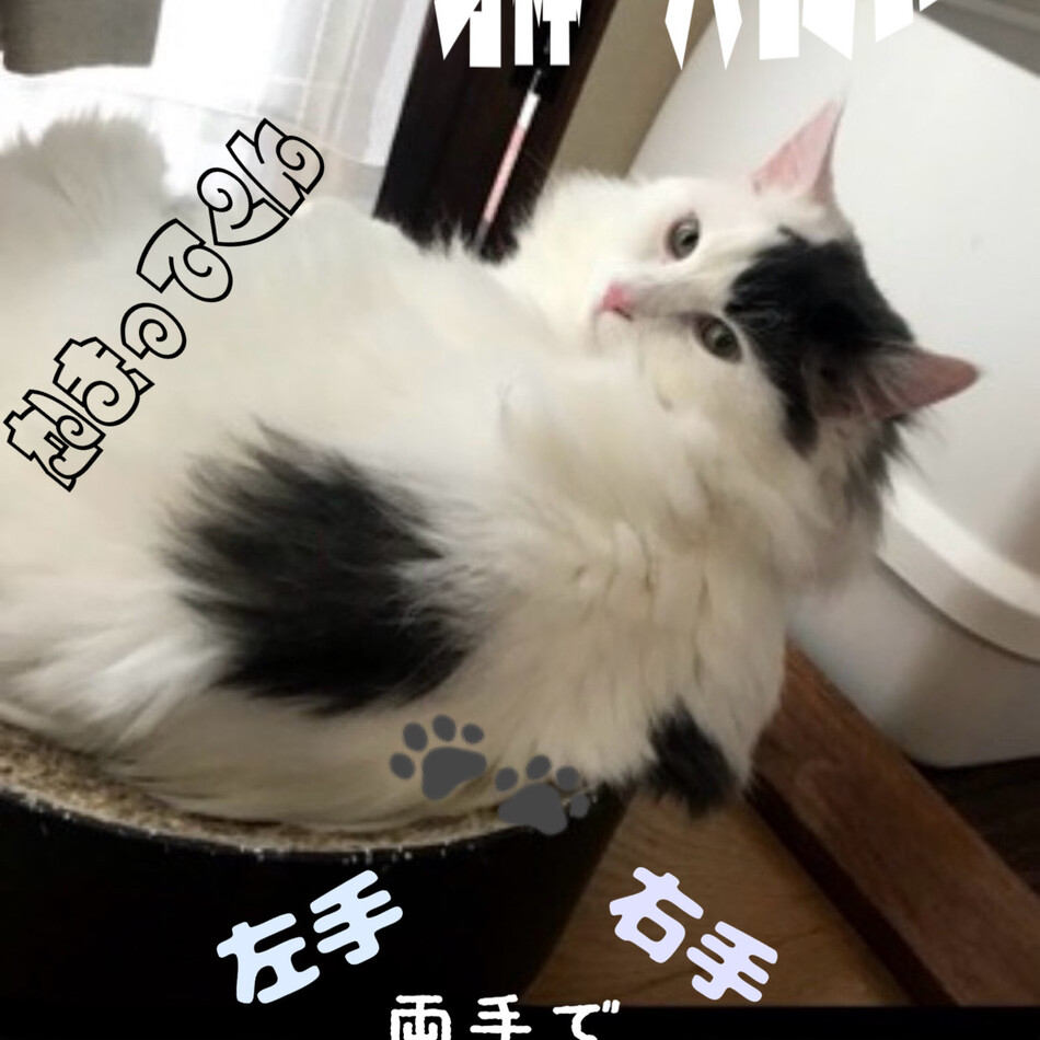 ディルのカバー写真