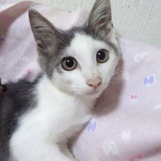 個別お見合い、２兄弟のバルトくん