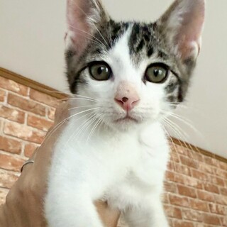 お話し中 骨董品！京都保管、鉄瓶、香炉、モロモロ！お話し中！ 骨董品