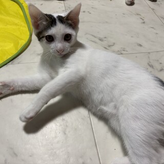 人が好きすぎて超甘えん坊のキジシロ男の子