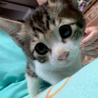 （お話し中）困り顔の甘えん坊　いお君