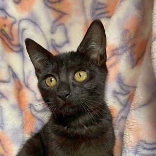 8/10ハウジングプラザ浦和参加　つづりちゃん