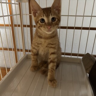 ゴロスリ甘えん坊茶トラ