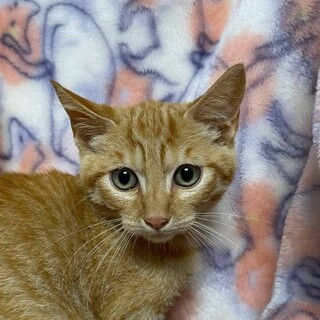 8/17カインズ浦和美園参加　とんぺい君