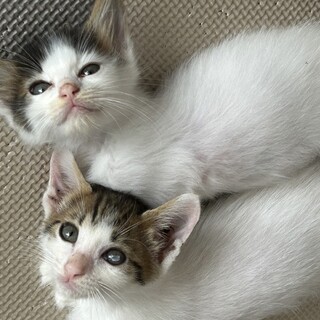 【兄妹譲渡希望】仲良しキジシロ兄妹