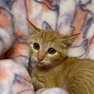 8/17カインズ浦和美園参加　こんぺい君