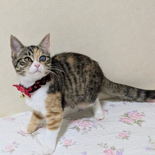 【8/24東銀座】レミちゃん★４ヵ月半♪