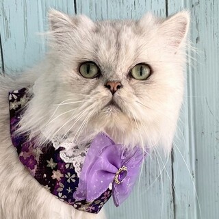 【10/19東銀座】凛ちゃん★７歳♪