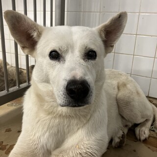 穏やかな迷子の男の子　収容期限8月6日朝まで