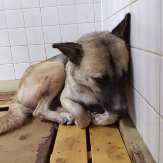 処分対象　収容期限8月7日朝まで