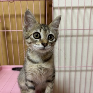 おっとりとしたとても飼いやすい女の子