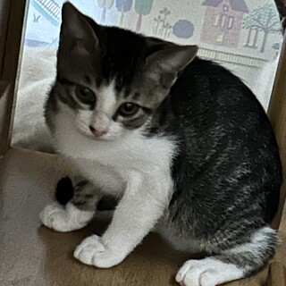 キジシロのメスみーちゃん