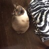 の写真