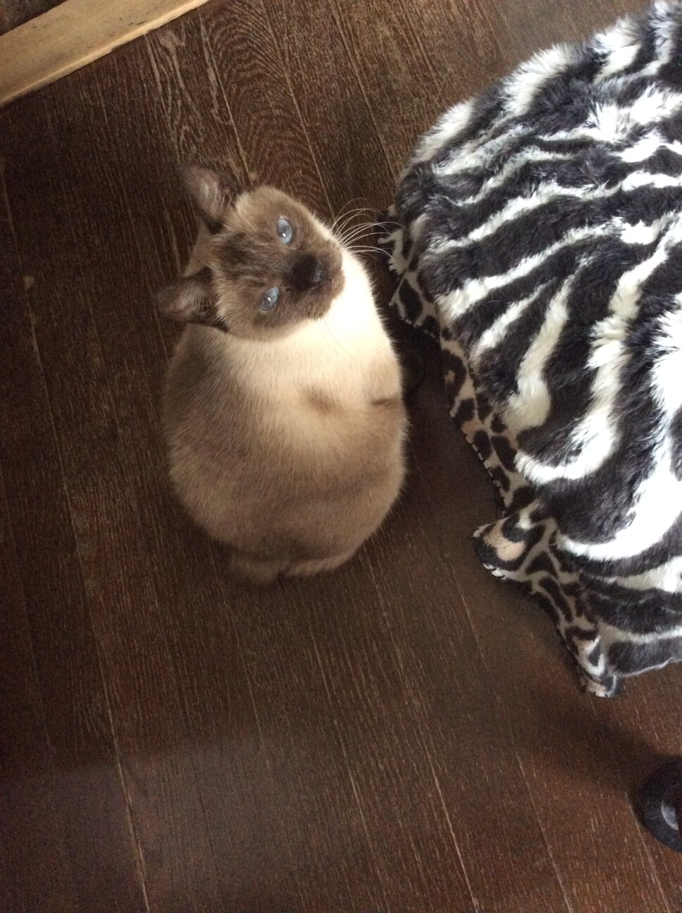 marちゃん(マールちゃん)