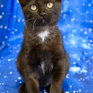 健康優良！人懐っこく元気な子猫の里親さん募集