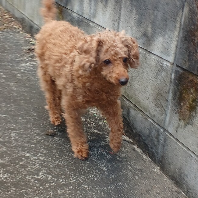 星野家のカバー写真