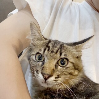 美イケメンキジ長毛　生後3〜5ヶ月男の子