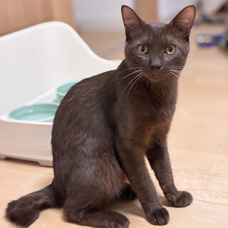 【9/21浜松町】猫大好き珍しいこげ茶色の元気な子