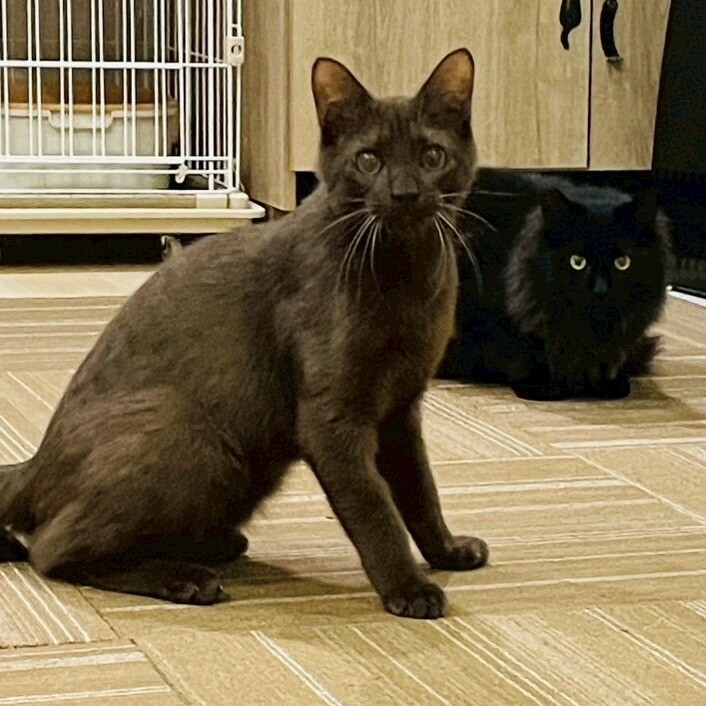 くろ猫さまリクエスト ★UNITED TOKYO アンバランスジャンスカ くろ猫さまリクエスト ☆UNITED TOKYO アンバランスジャンスカ