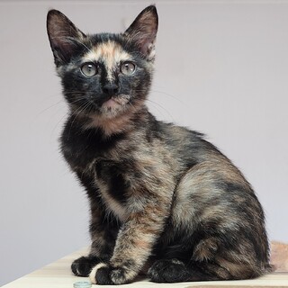 【8/24新橋】穏やかママが育てた甘えん坊美猫ペア