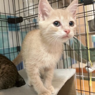 【9/7浜松町】好奇心旺盛な子猫らしい元気兄妹