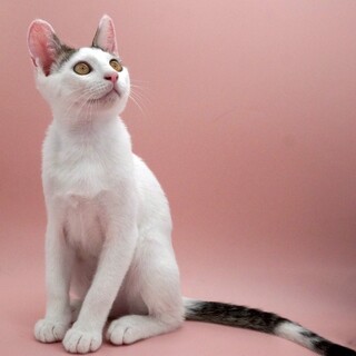 元気いっぱいな子猫とうふ、6ヶ月♂