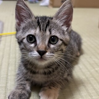 人大好きキュートなキジトラ女子❤️かんな