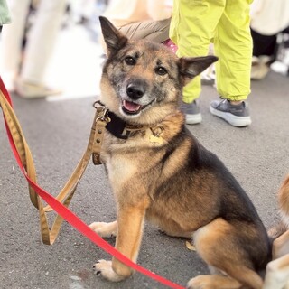 お散歩大好きえつこちゃん推定5〜6歳