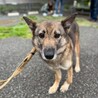 お散歩大好きえつこちゃん推定5〜6歳