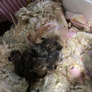 デグーの赤ちゃん２匹