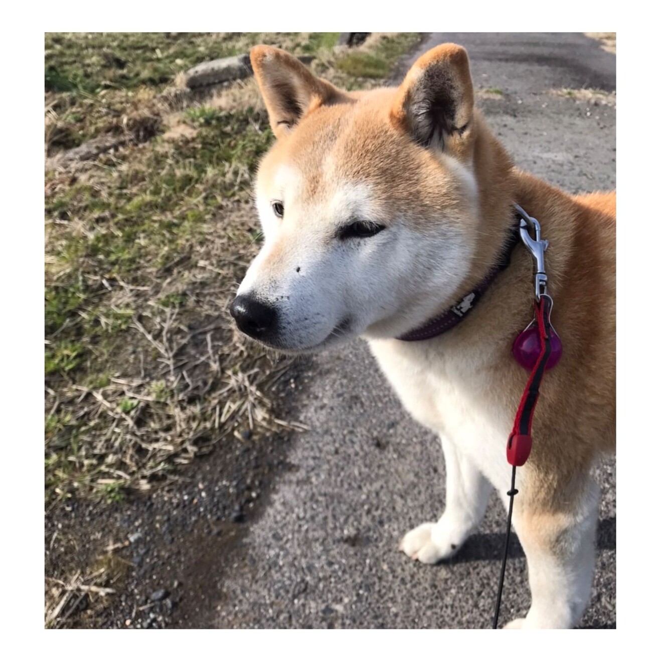 ★柴犬★福雀 SANTORY×笑点☆未使用•未開封品☆ おはようございます。軽快な足取り #いぬ #イヌ #犬 #柴犬 #赤柴