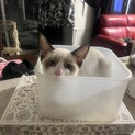 タヌキみたいな子猫