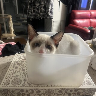 タヌキみたいな子猫