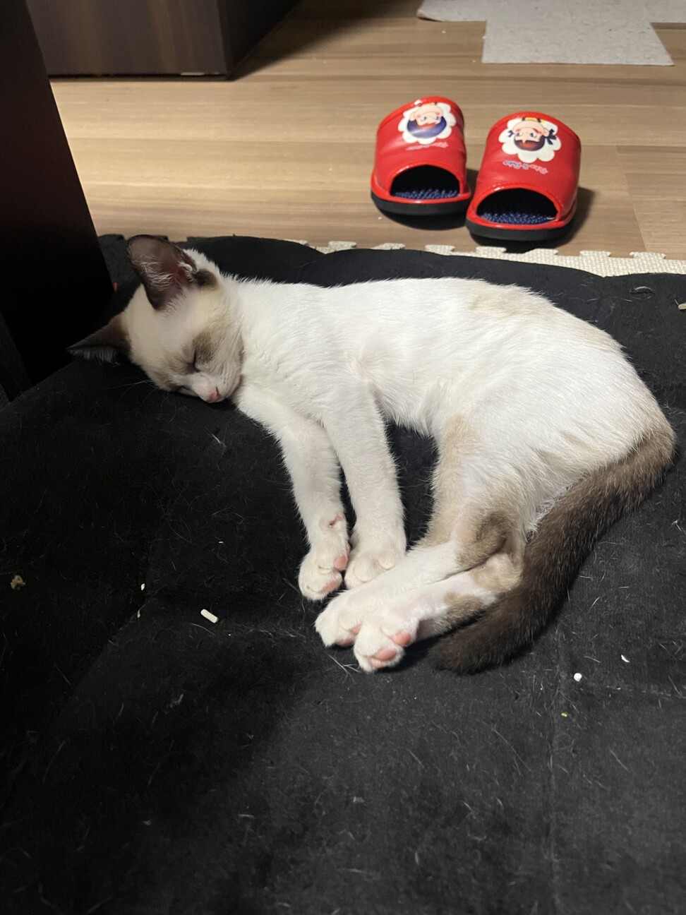 ねむねこ　33匹　ねむネコ　里親 ねむねこ 33匹 ねむネコ 里親 - メルカリ