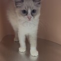 ラグドール子猫
