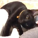 ビビリだけど甘えん坊の黒猫ちゃん