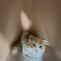 スコティッシュフォールド折れ耳子猫