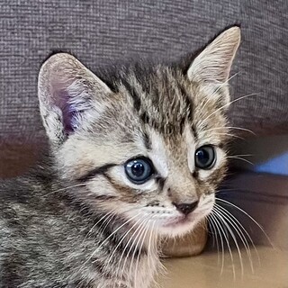  マイペースでベビフェイスな男の子 健太