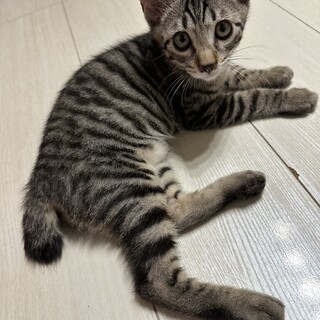 超陽気でフレンドリーな猫☆そうちゃん