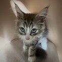 ノルウェージャンフォレストキャット子猫