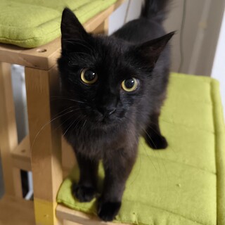 【8/24新橋】一匹飼いフワフワ黒長毛★ネラ