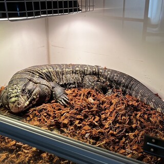 アルゼンチンB&Wテグー