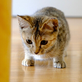 宵宵♡家族ができました