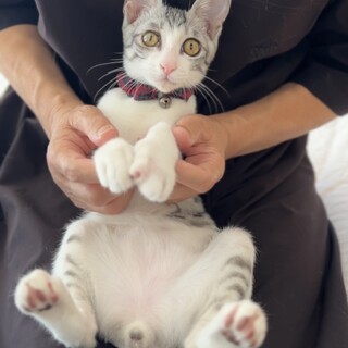 彼氏感満載！そっと寄り添ってくれるサバ白くん