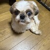 おもちゃ大好きシーズーの男の子 サムネイル3