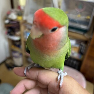 コザクラノーマルの里親募集します